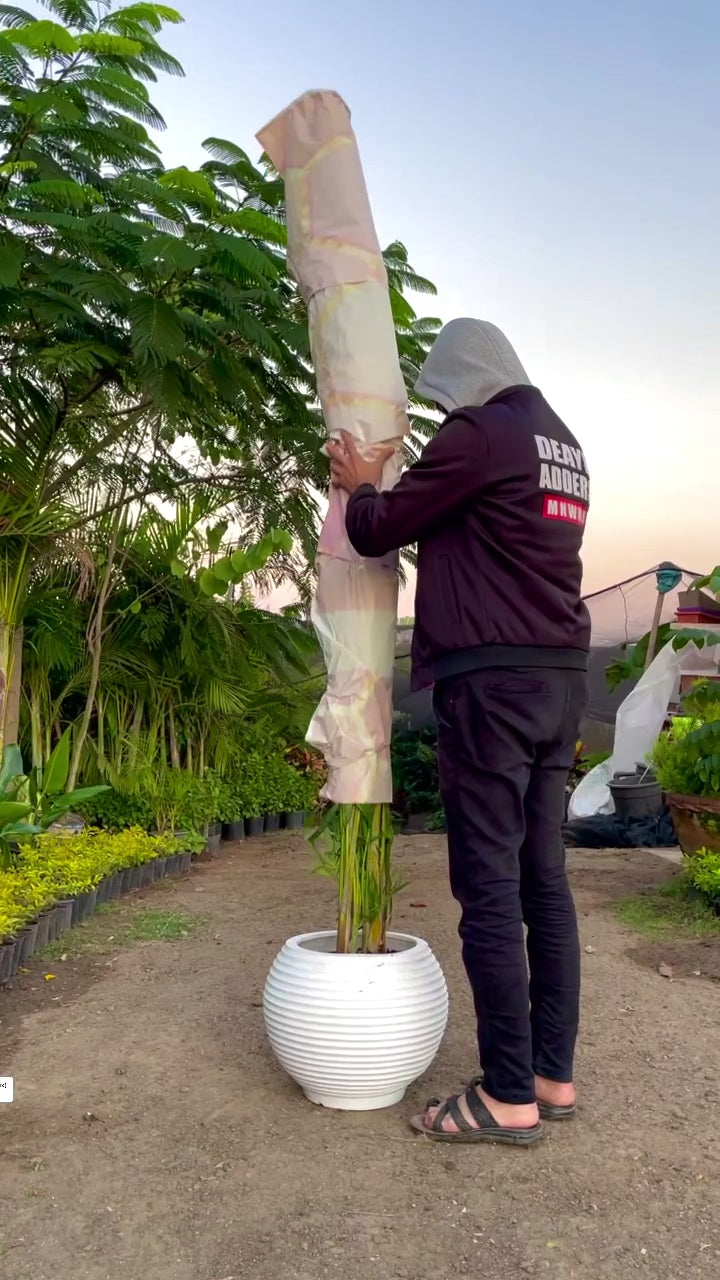 Areca Palm - نخلة اريكا