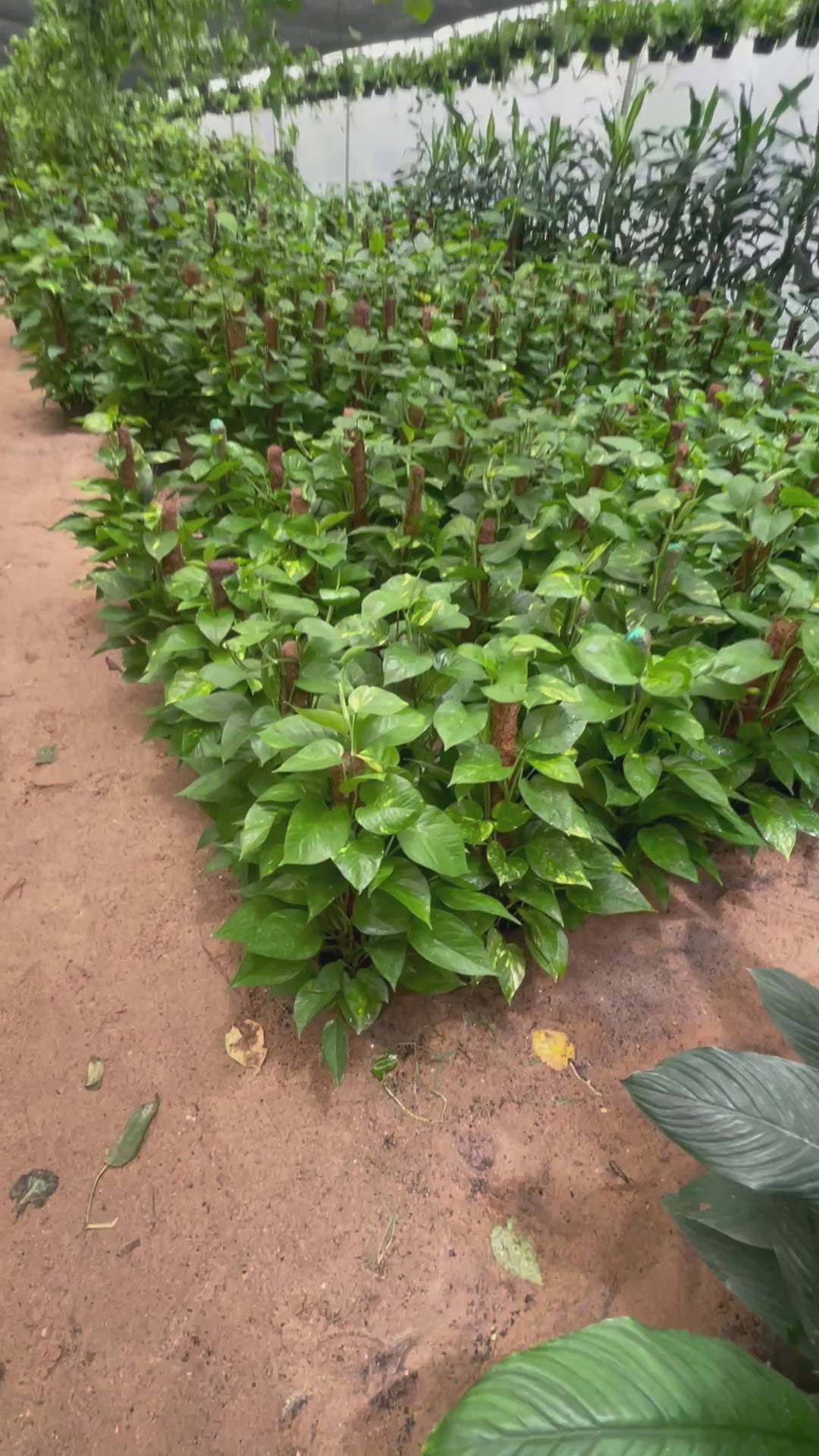 Pothos stick - بوتس ستيك