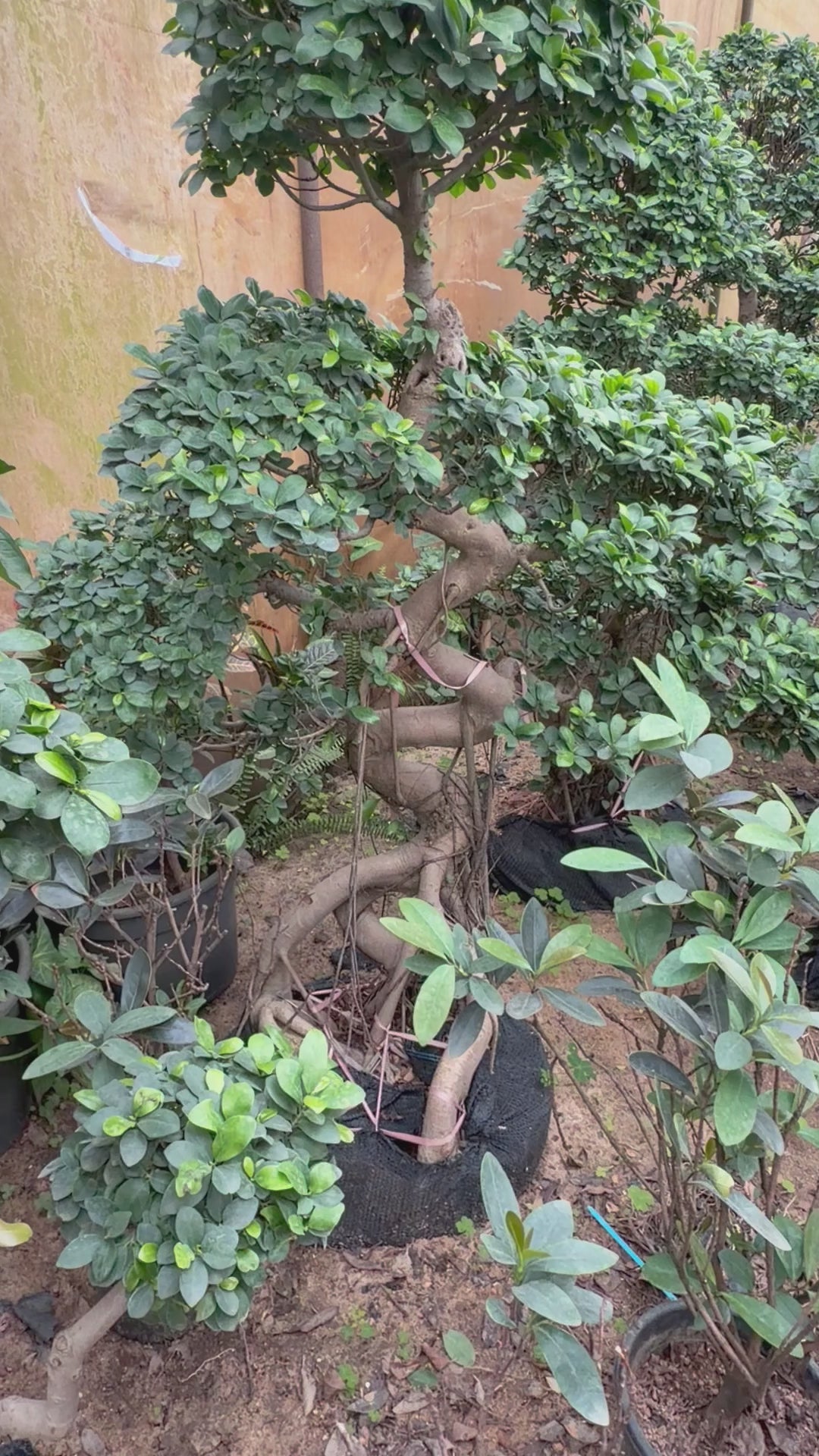 Ancient Bonsai