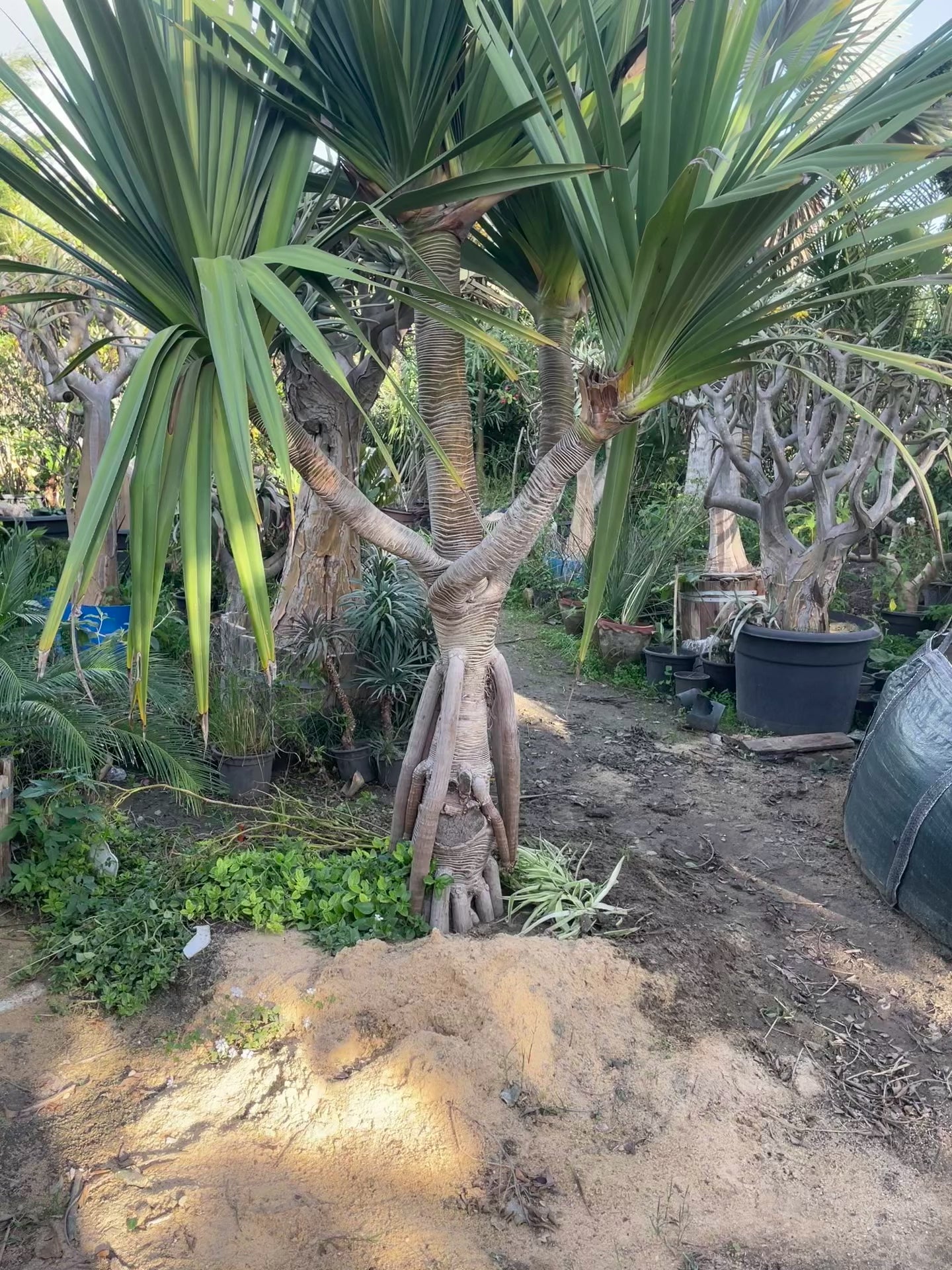 Pandanus Tree