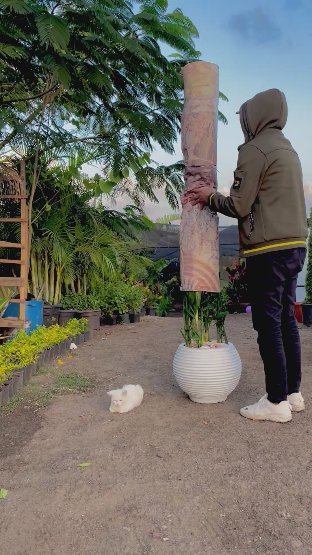 شمادوريا بامبو