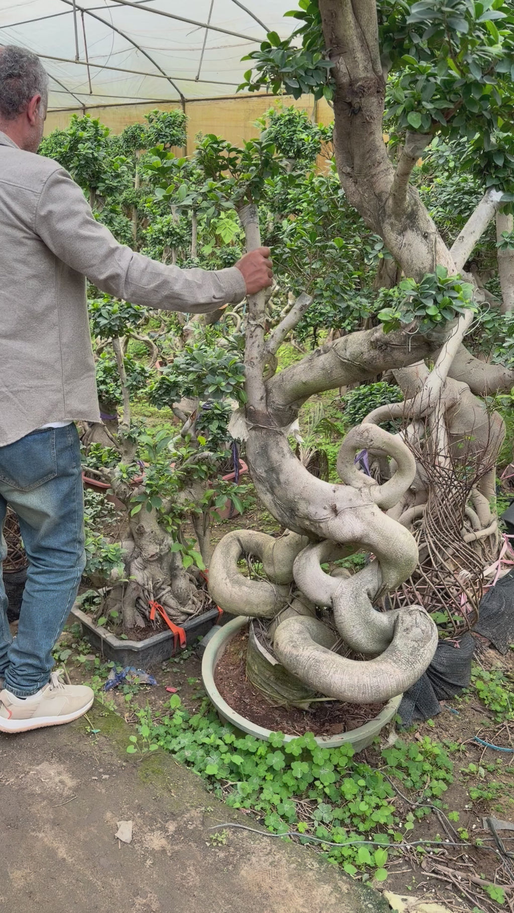 Ancient Bonsai