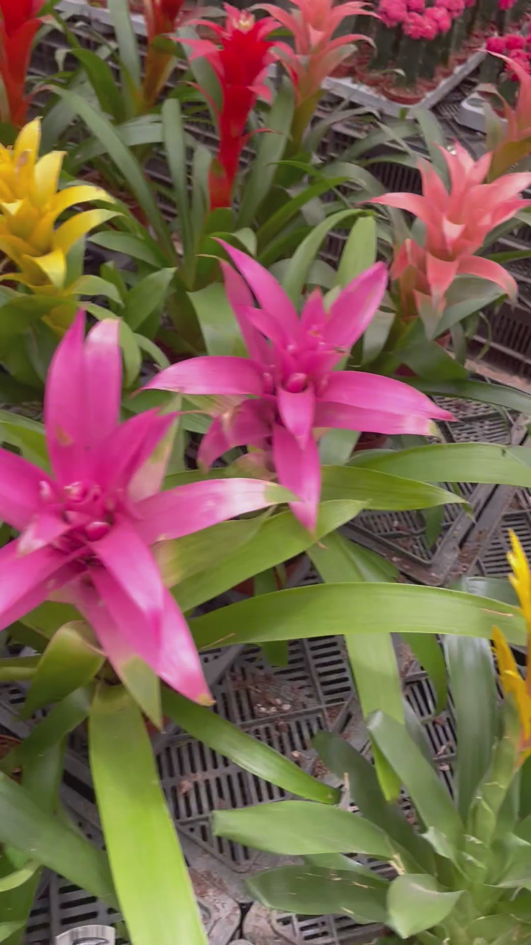 Guzmania- جوزمانيا