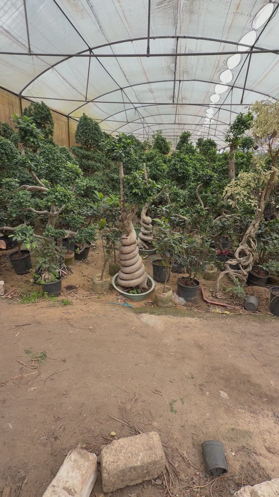 Ancient Bonsai