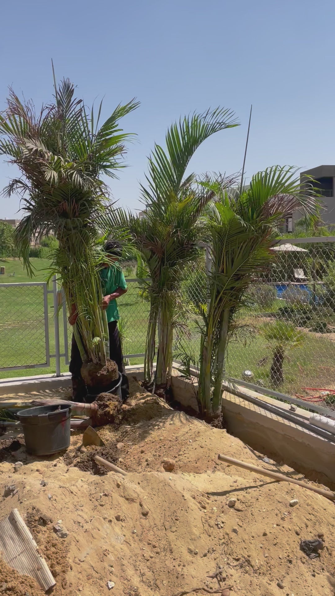 Areca Palm