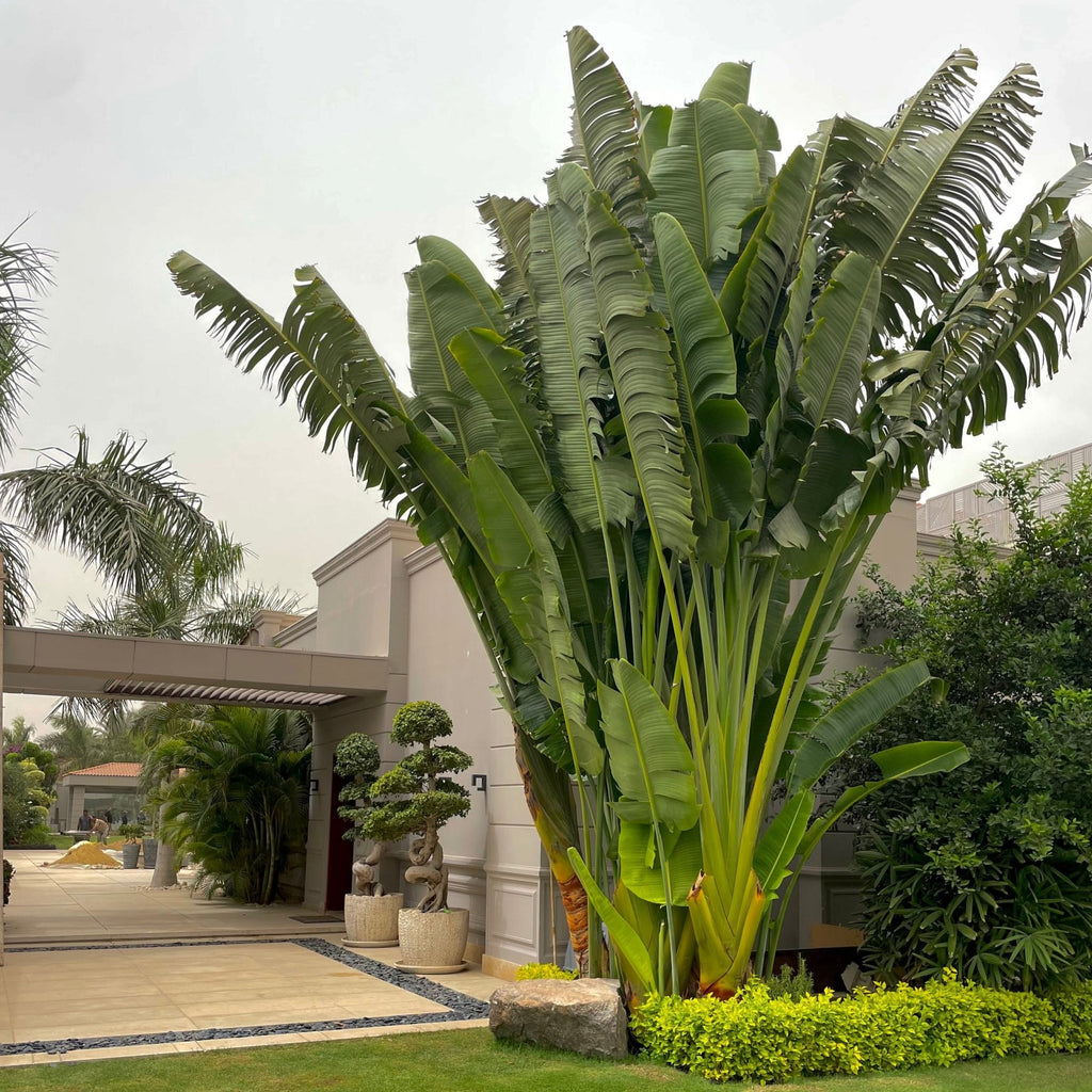 Ravenala Madagascariensis - Green Mist