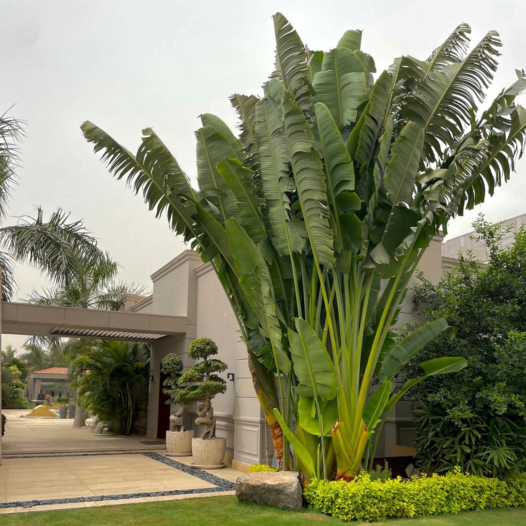 Ravenala Madagascariensis - Green Mist