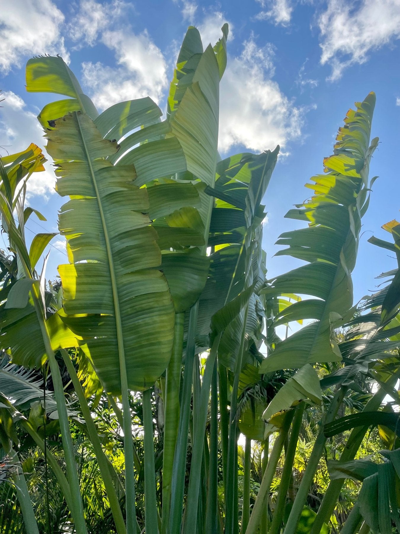 Ravenala Madagascariensis - Green Mist