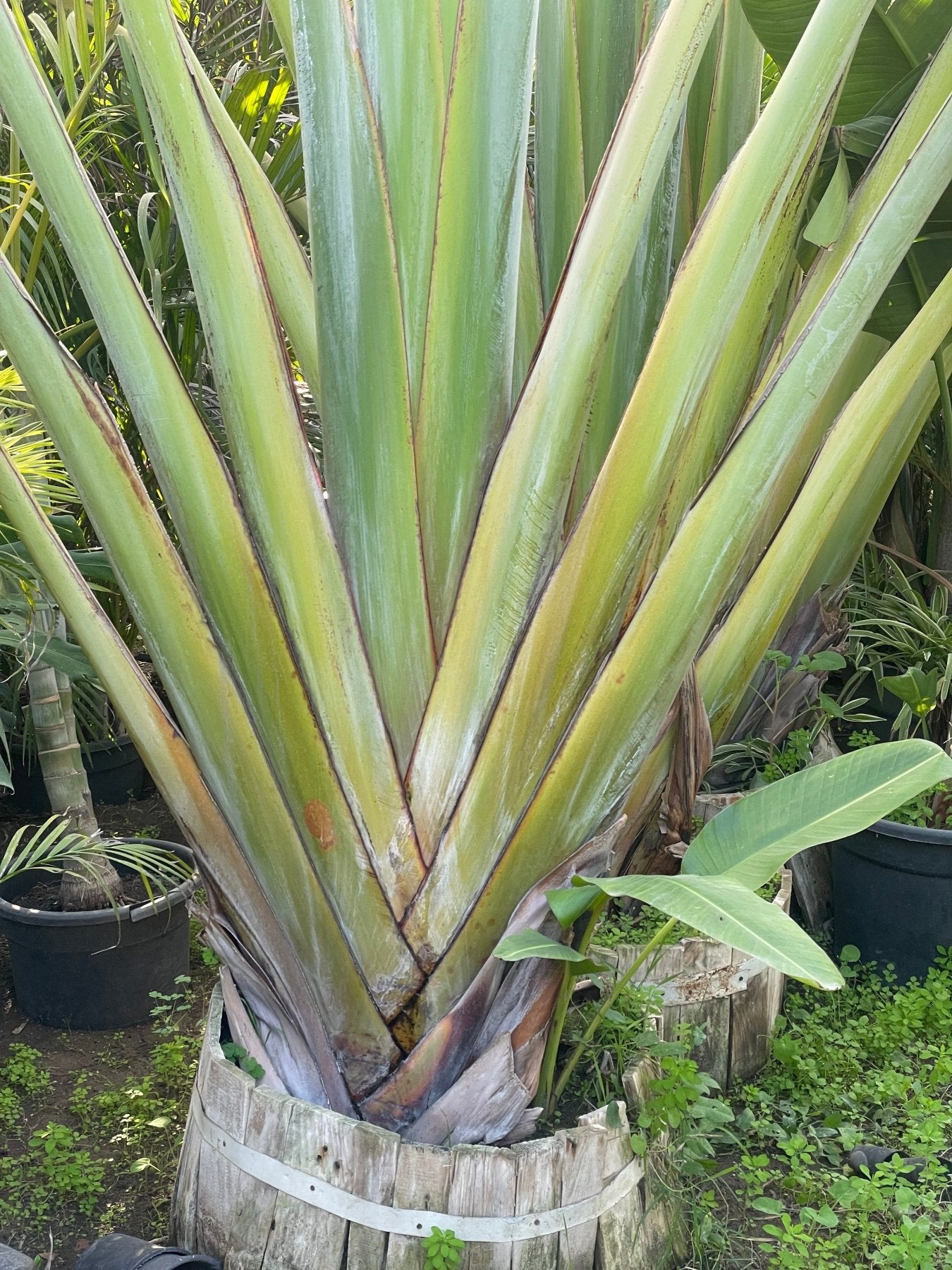 Ravenala Madagascariensis - Green Mist