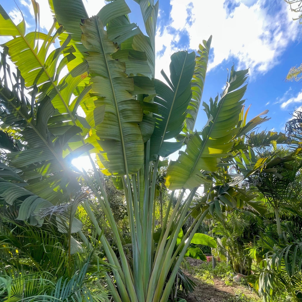 Ravenala Madagascariensis - Green Mist