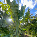 Ravenala Madagascariensis - Green Mist
