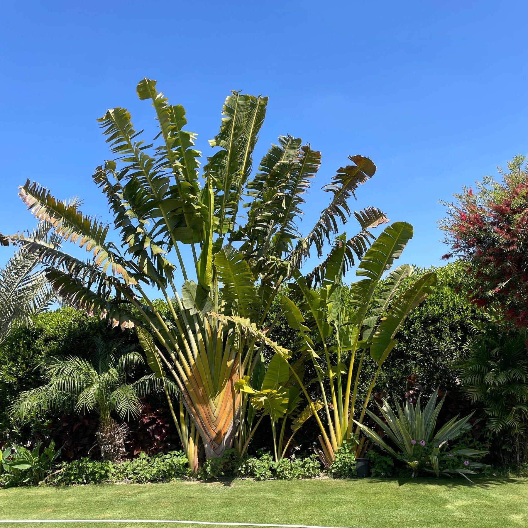 Ravenala Madagascariensis - Green Mist