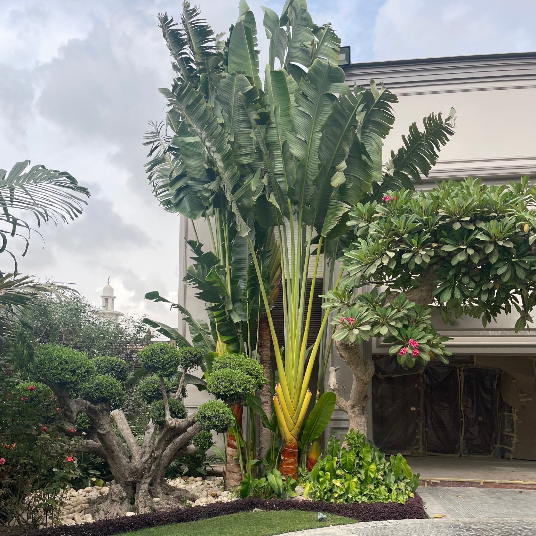 Ravenala Madagascariensis - Green Mist