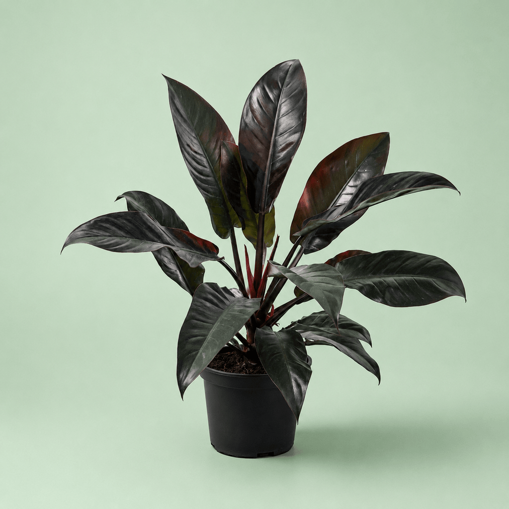 Red Imprial - امبريال احمر - Green Mist