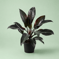 Red Imprial - امبريال احمر - Green Mist