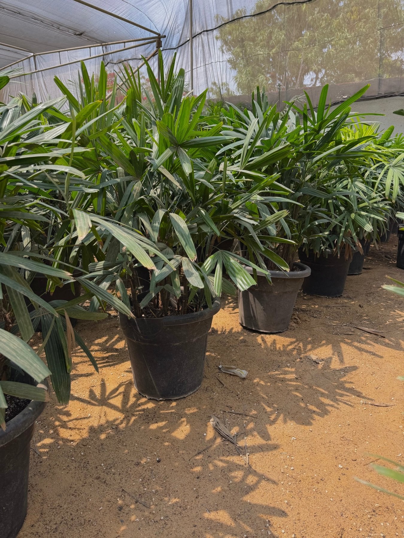 Rhapis Palm - Green Mist