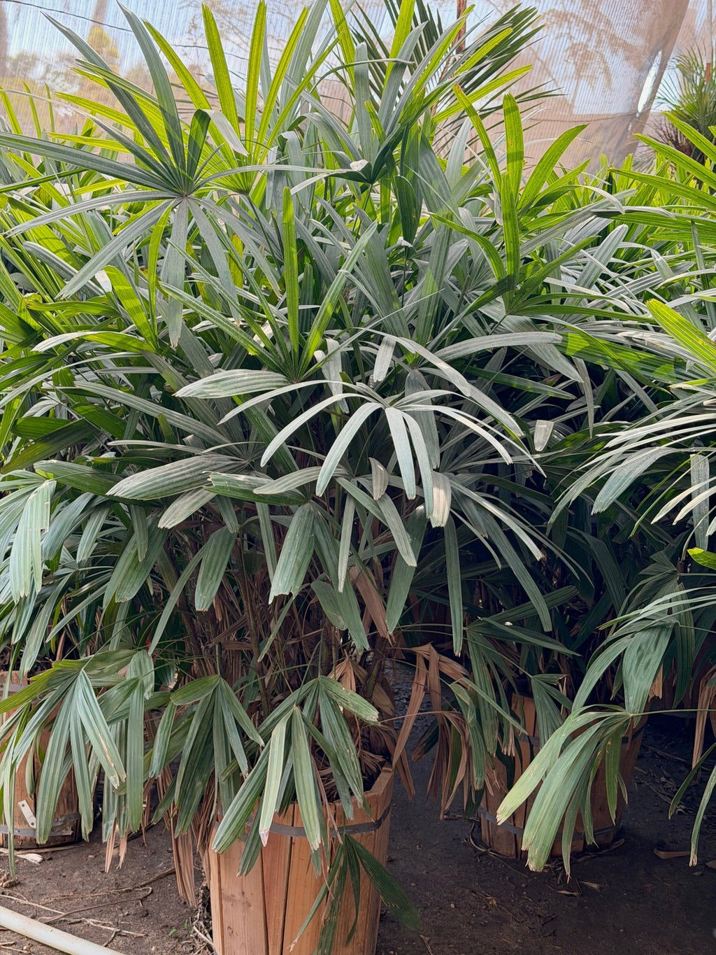 Rhapis Palm - Green Mist