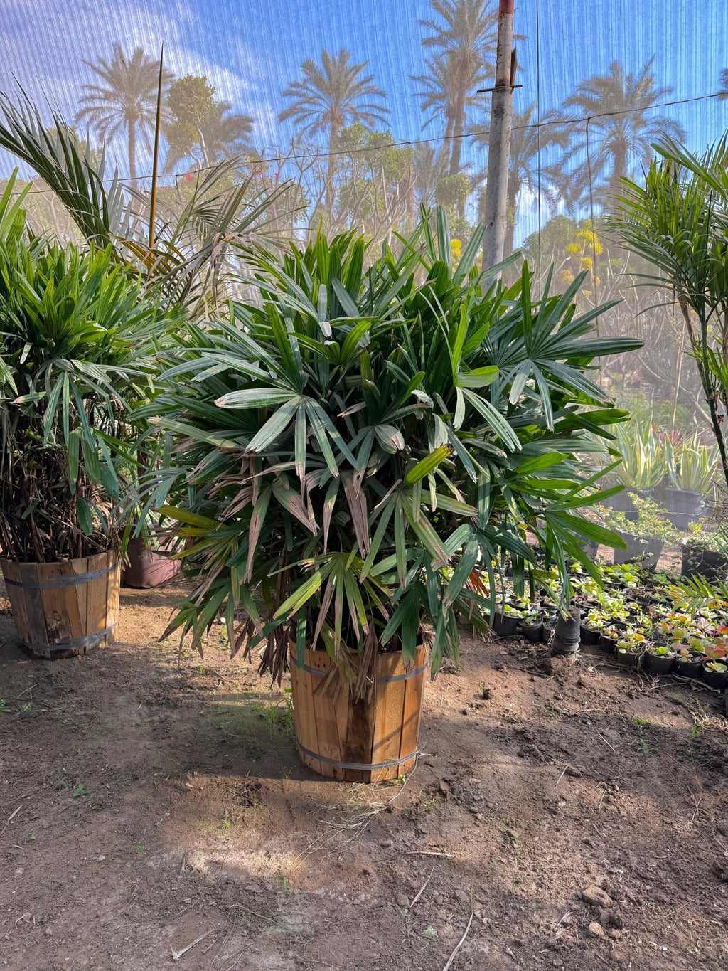 Rhapis Palm - Green Mist
