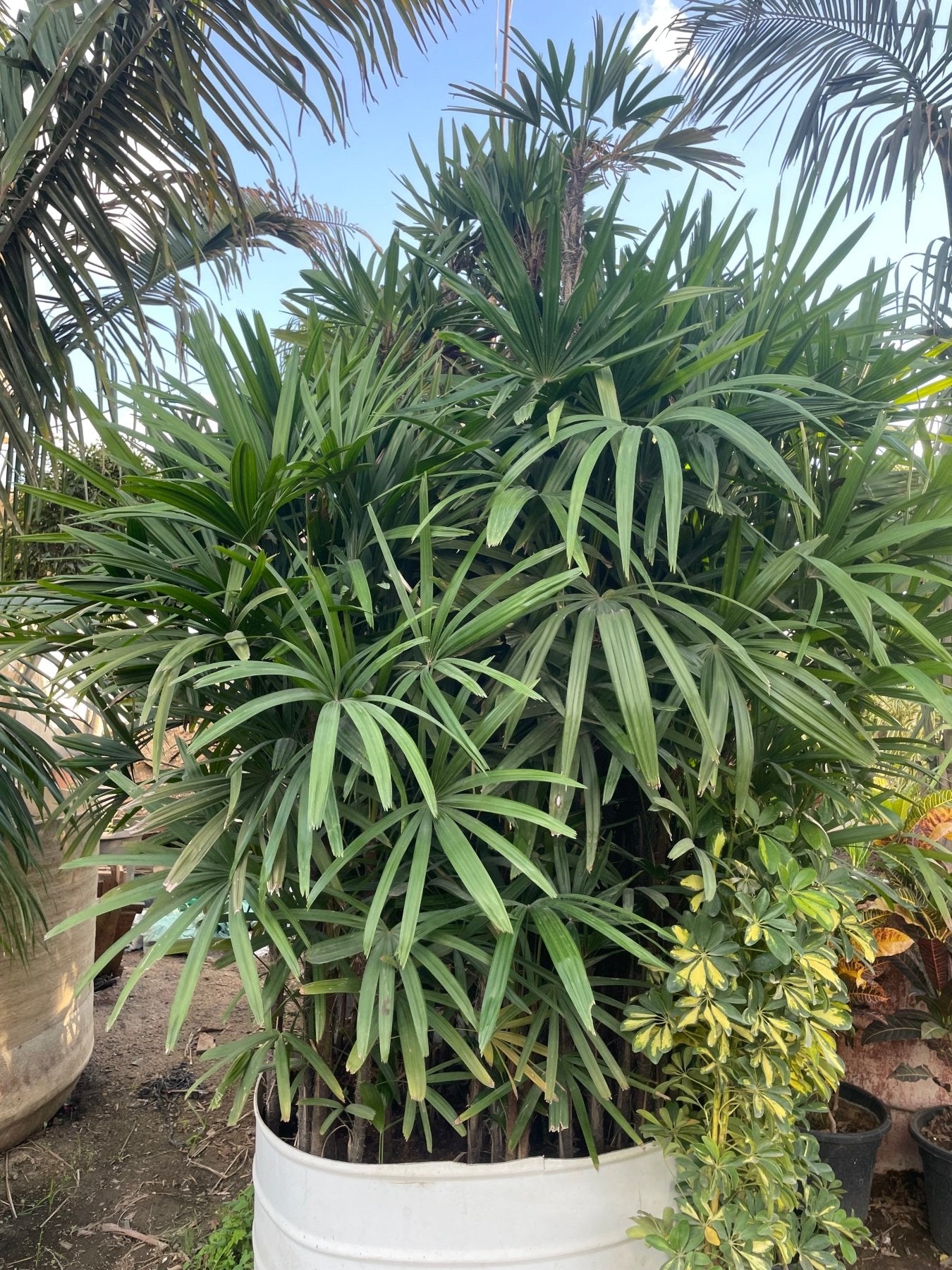 Rhapis Palm - Green Mist