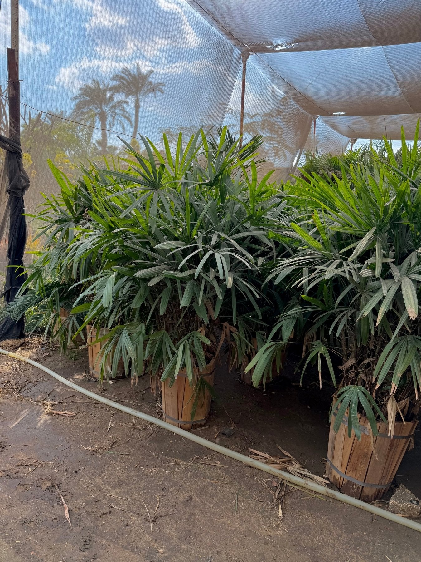 Rhapis Palm - Green Mist