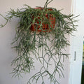 Rhipsalis - ريبسالس - Green Mist