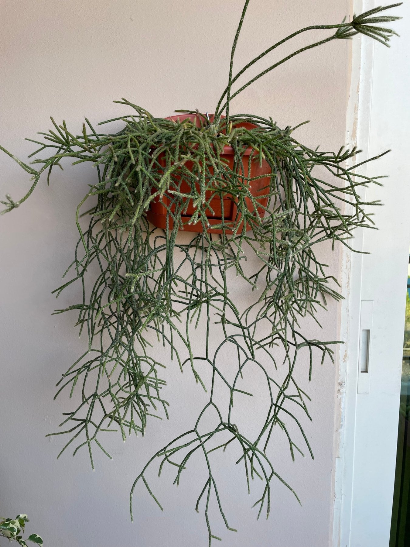 Rhipsalis - ريبسالس - Green Mist