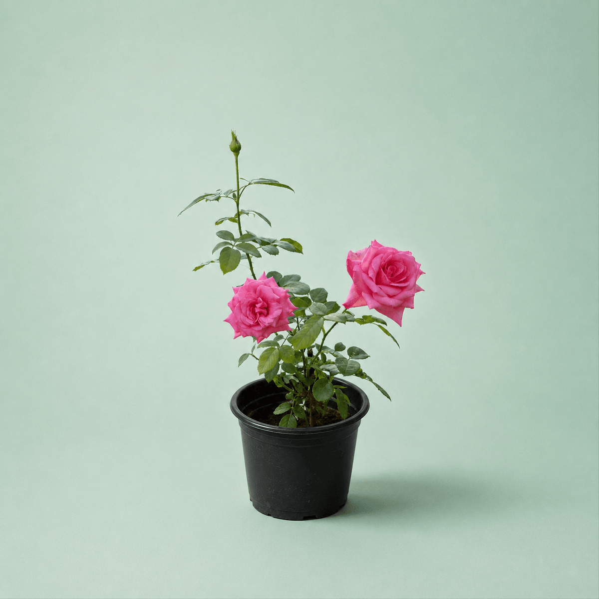Rosa - ورد بلدي - Green Mist