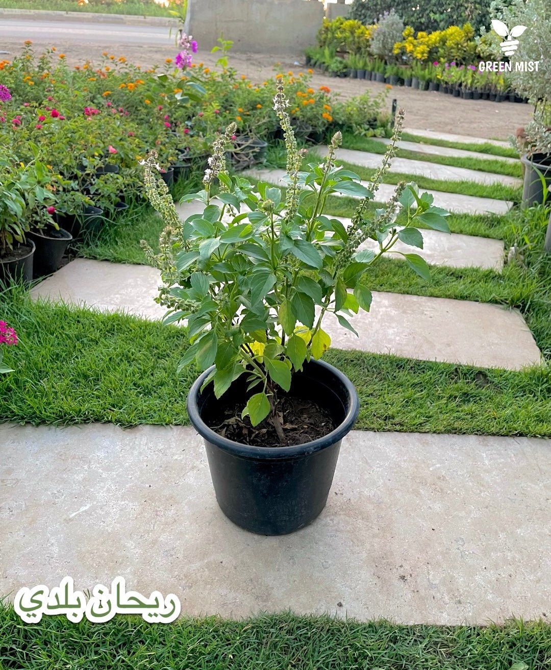 ريحان بلدي - Green Mist