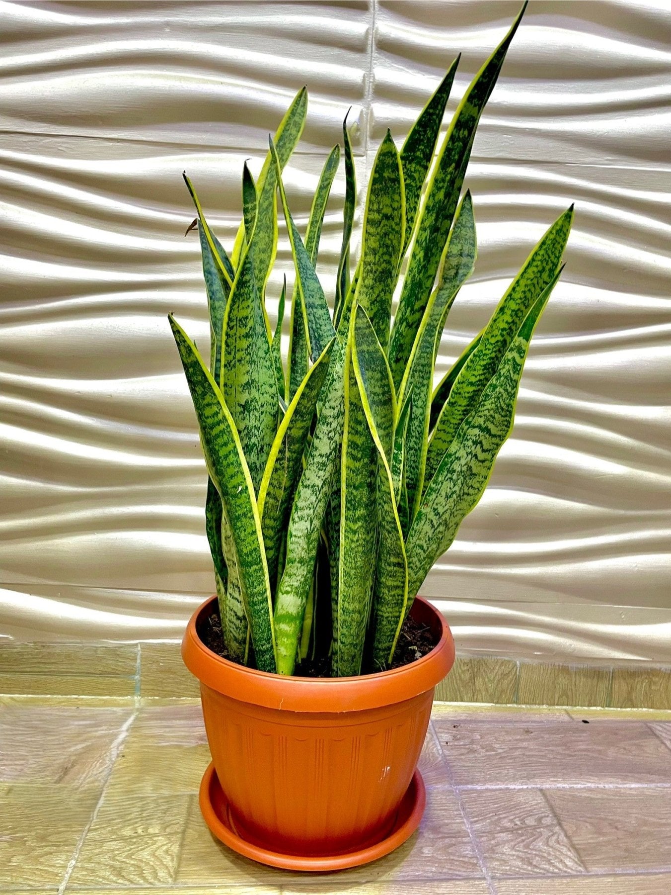 Sansevieria - جلد النمر - Green Mist