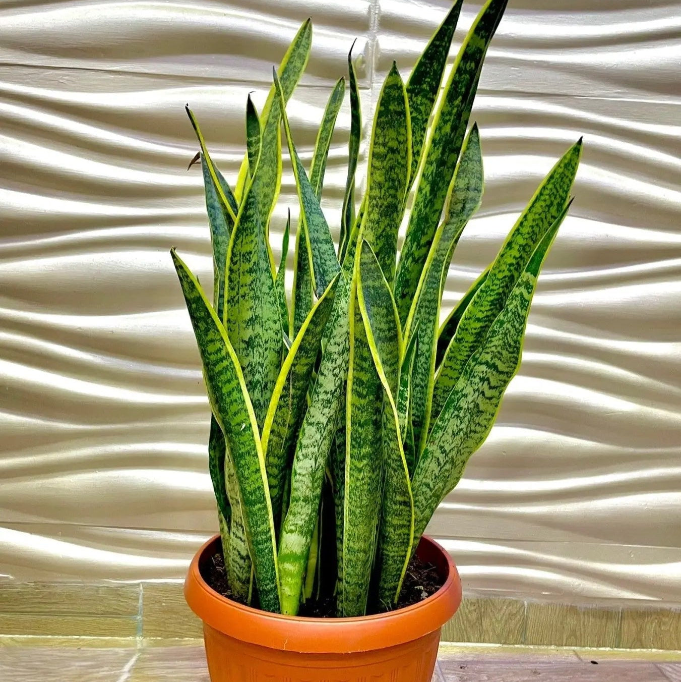 Sansevieria - جلد النمر - Green Mist