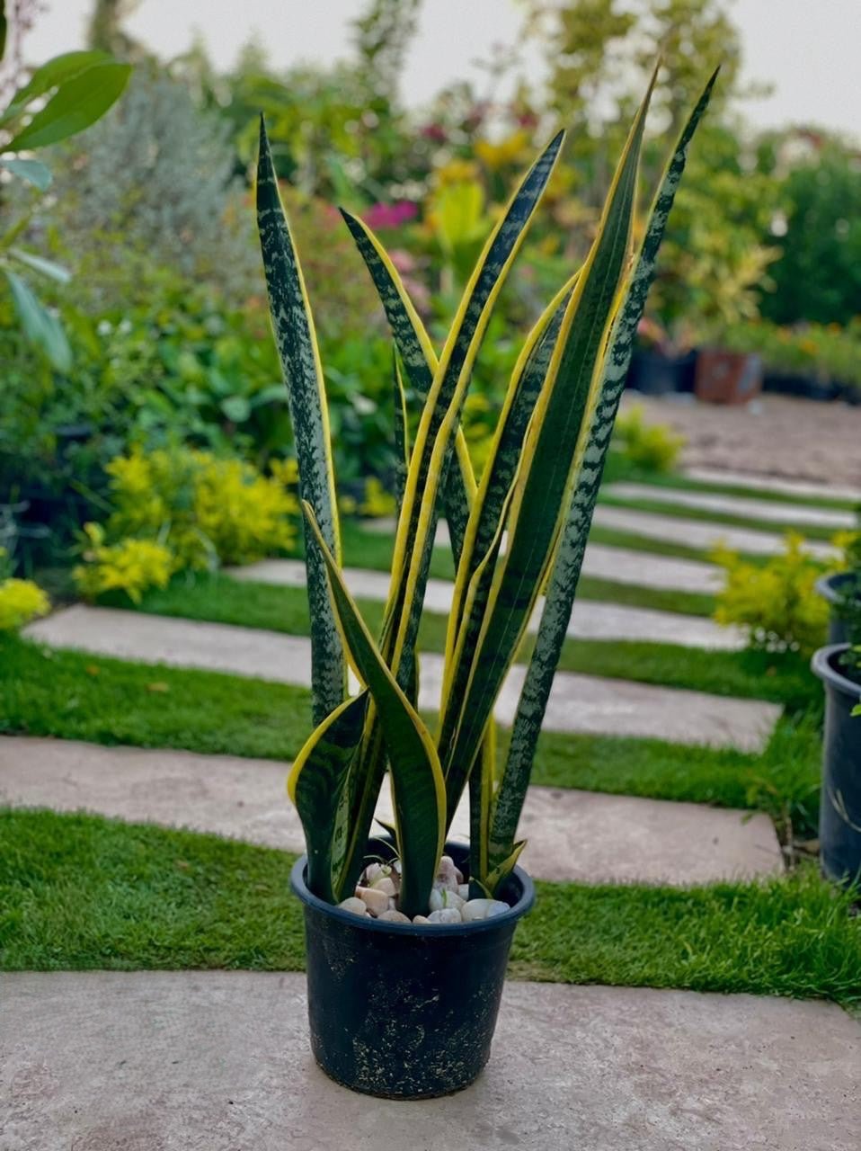 Sansevieria - جلد النمر - Green Mist