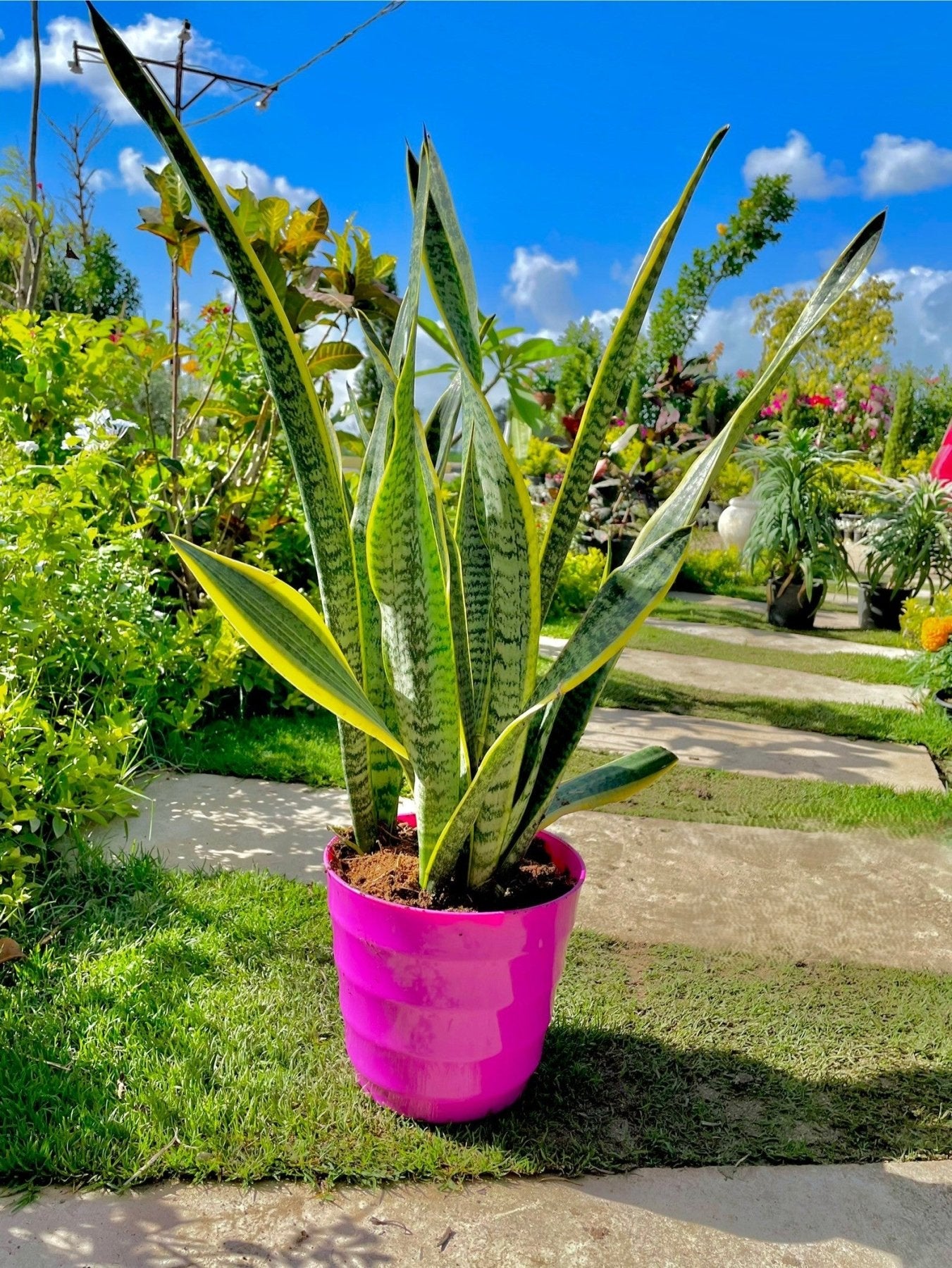Sansevieria - جلد النمر - Green Mist