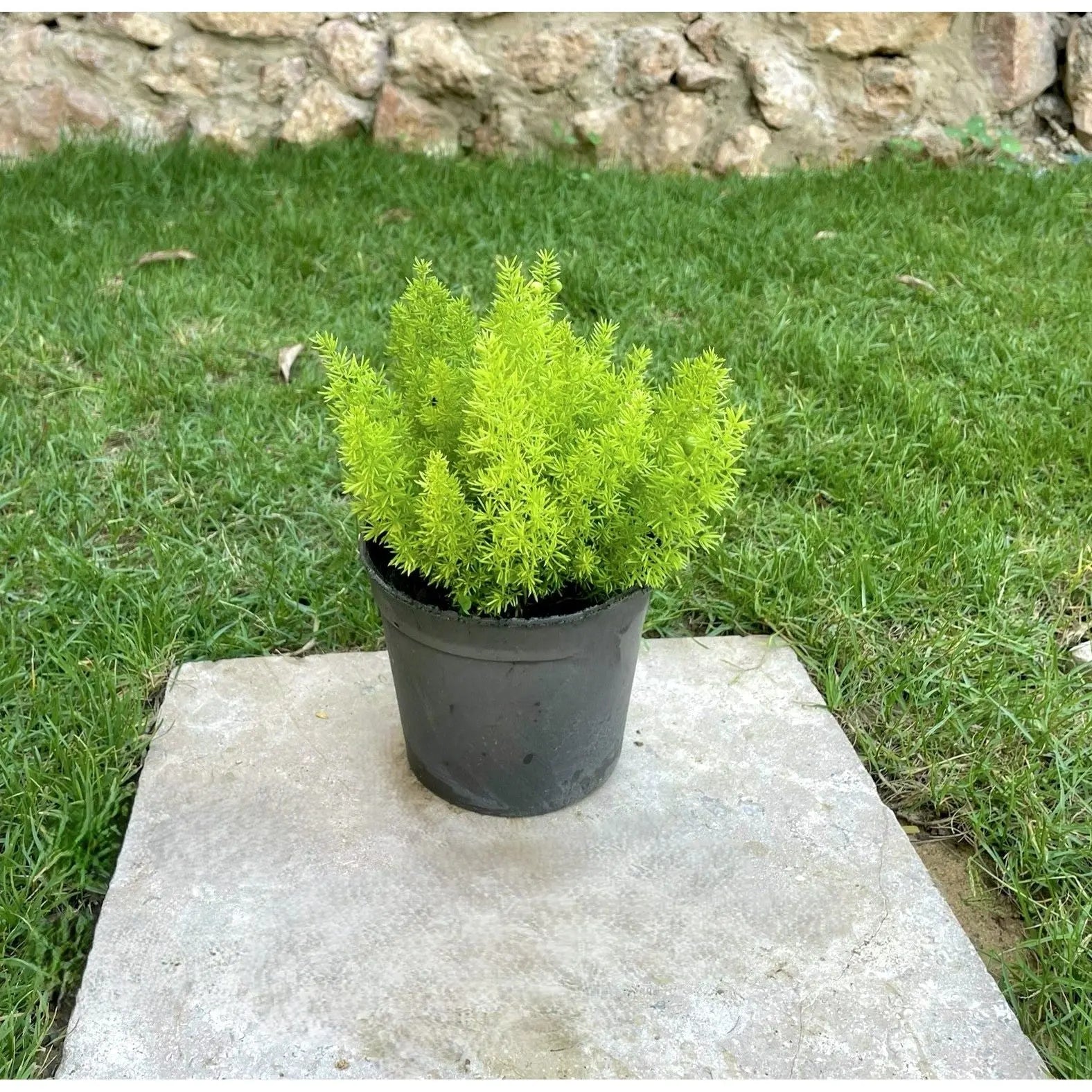 سبرجاس - Green Mist