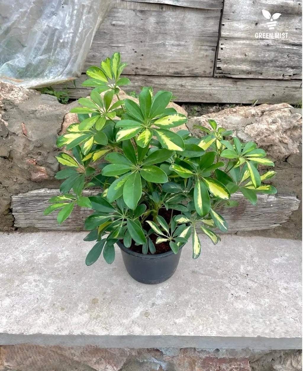 Schefflera - شفليرا - Green Mist