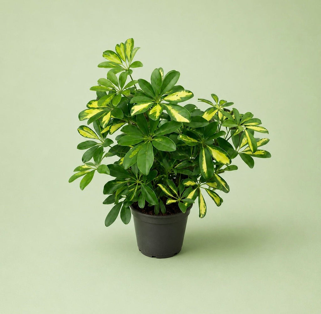 Schefflera - شفليرا - Green Mist