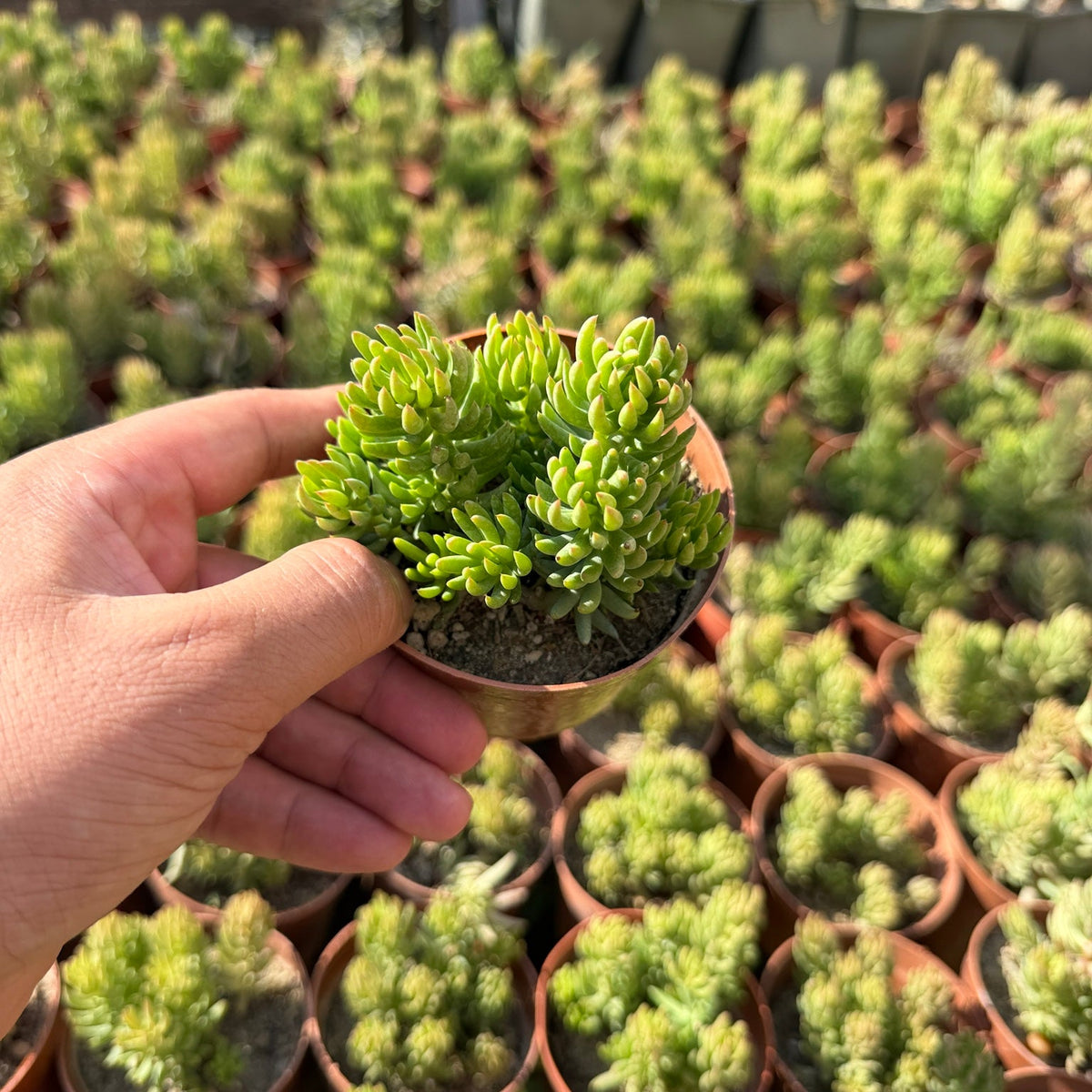 Sedum Rupestre - Green Mist
