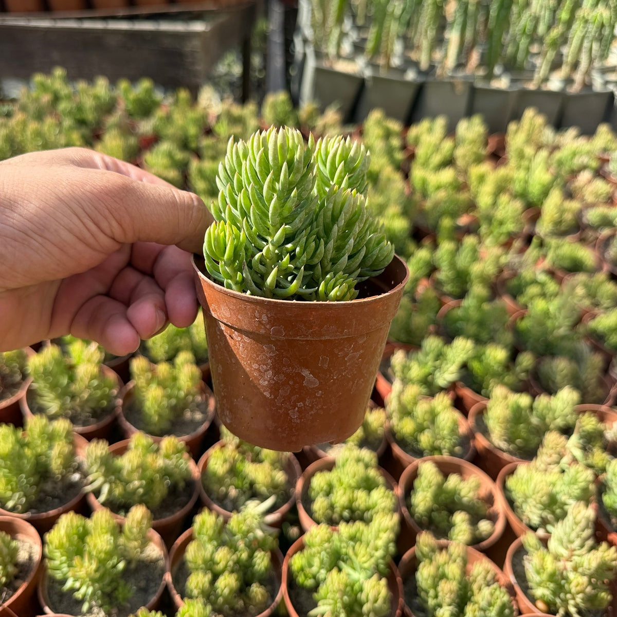 Sedum Rupestre - Green Mist