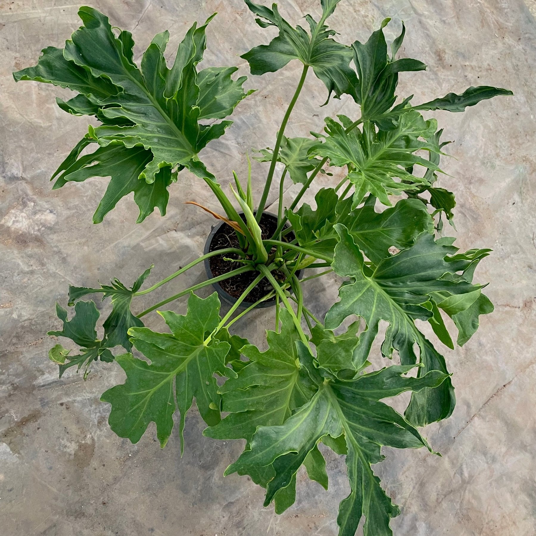 Selloum - سلومي - Green Mist