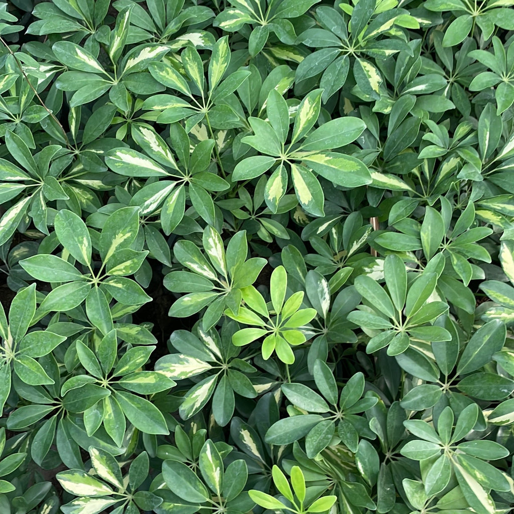 شفليرا - Green Mist