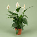 Spathiphyllum - Green Mist