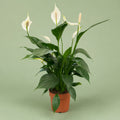 Spathiphyllum Peace Lily plant