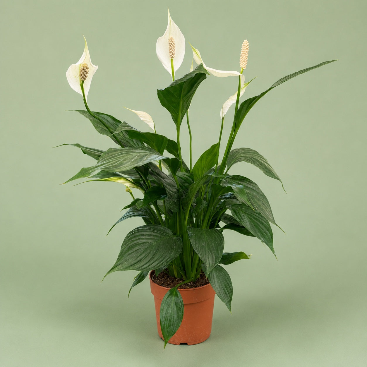 Spathiphyllum Peace Lily plant