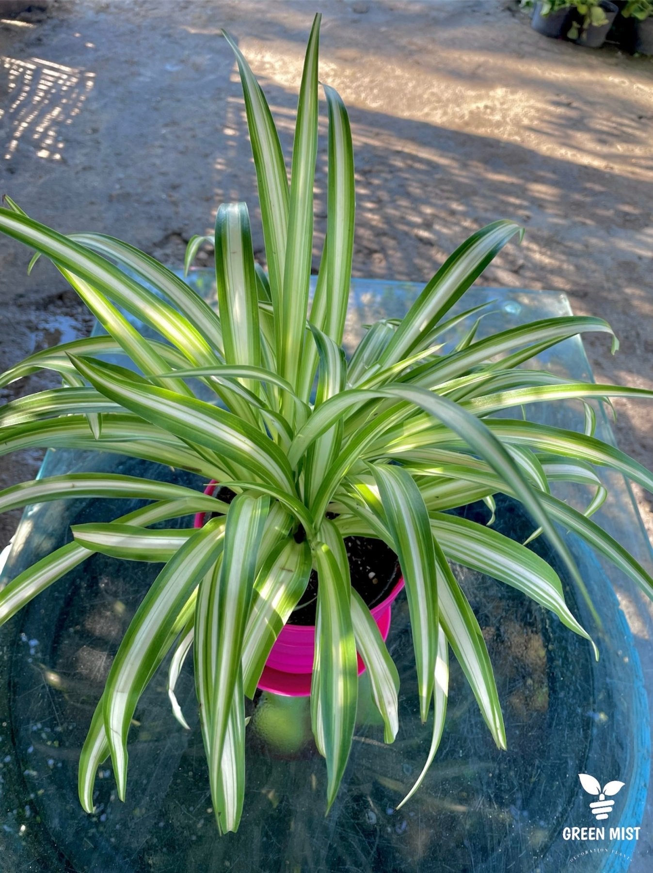 Spider - عنكبوت - Green Mist