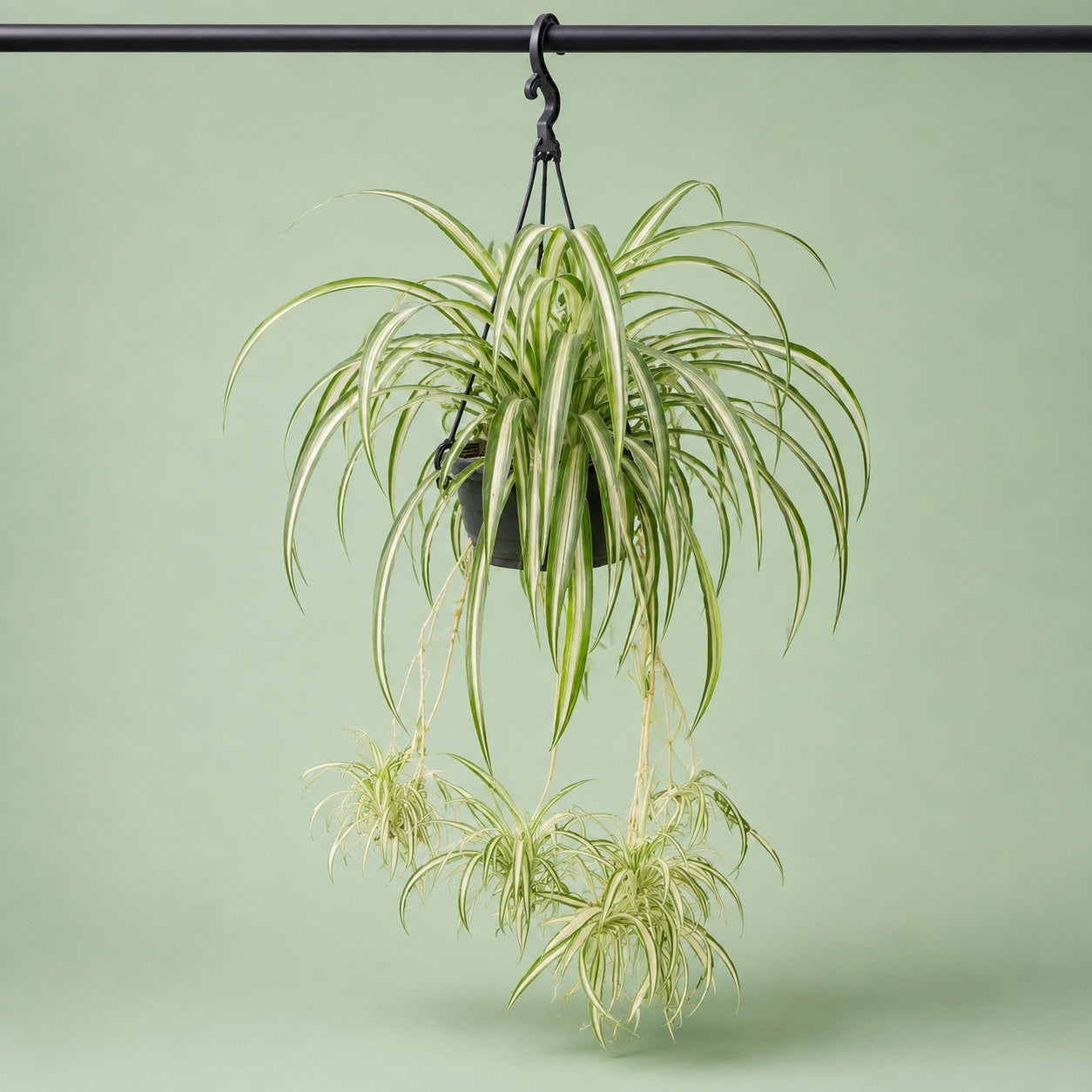 Spider Plant Hanging - Green Mist