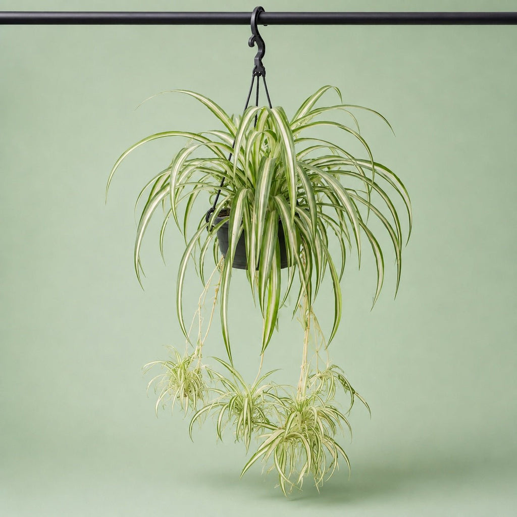 Spider Plant - سبايدر - Green Mist