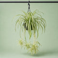 Spider Plant - سبايدر - Green Mist