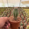 Spiny Column Cactus - Green Mist