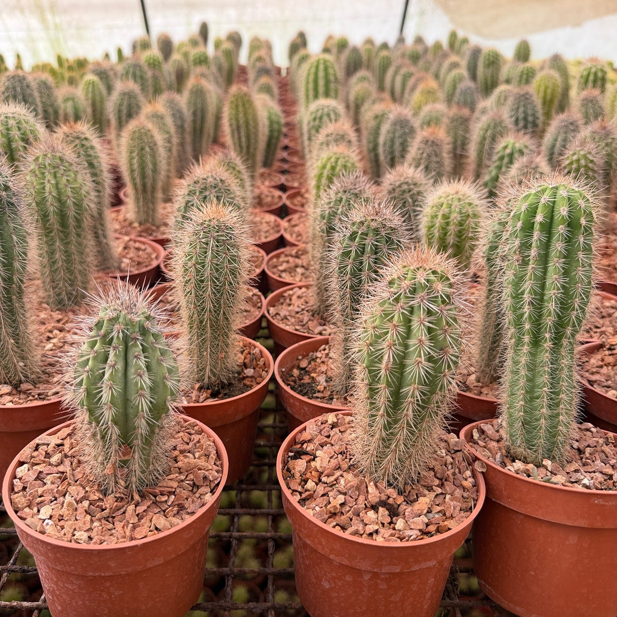 Spiny Column Cactus - Green Mist