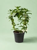 Star Jasmine Hoop - Green Mist