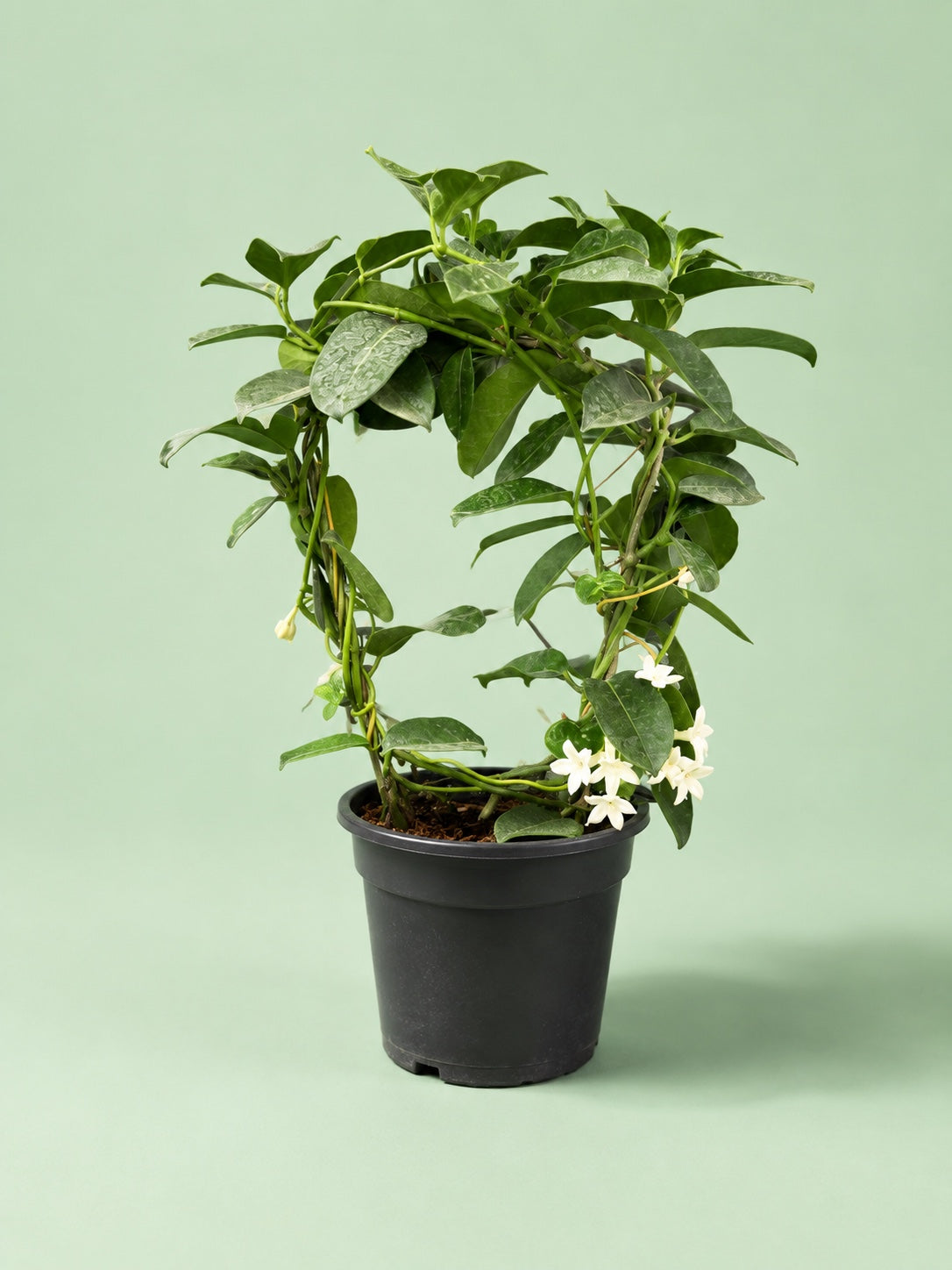 Star Jasmine Hoop - Green Mist